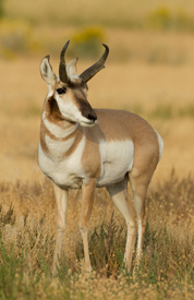 pronghorn